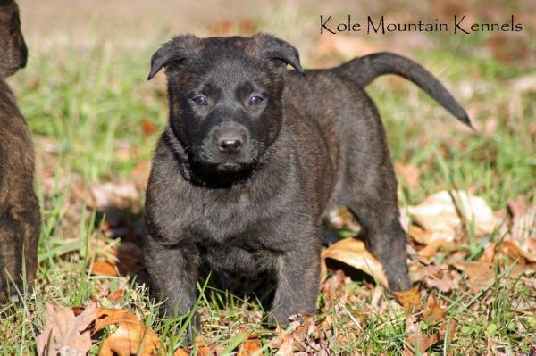 Kole Mountain's D'Law | Dutch Shepherd 