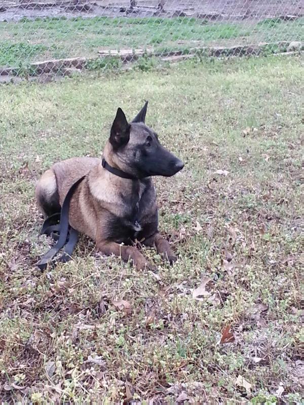 Zara Mena Black Paw | Belgian Malinois 