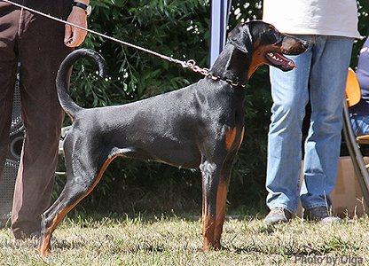 Hila v. Warringhof | Black Doberman Pinscher