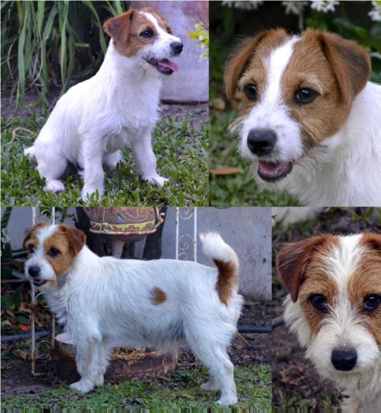 BAIRES MERLINA | Jack Russell Terrier 