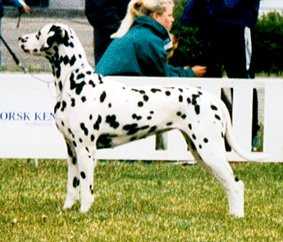 Perdita's Kiss Me Better | Dalmatian 