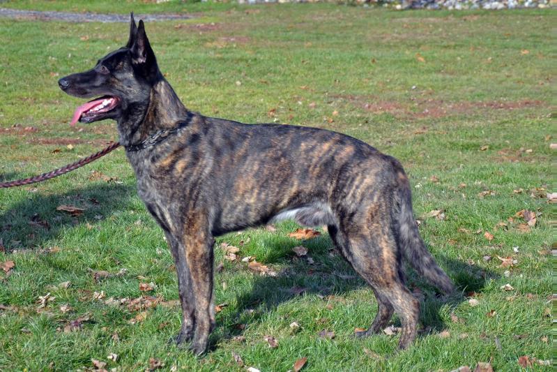 Laser Dragon von Cher Car | Dutch Shepherd 