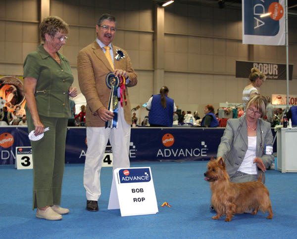 Millvalley Styled In red for Silhill | Australian Terrier 