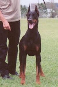 Ector v. Pedragon | Black Doberman Pinscher