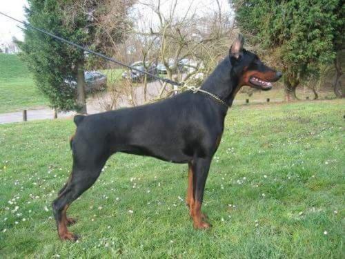 Zhemchuzhina Morya iz Gratsiano | Black Doberman Pinscher