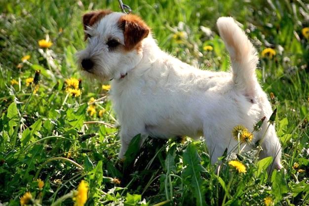 DUO WALENTYNA Ziemann | Jack Russell Terrier 