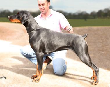 Aritaur Tarantella | Black Doberman Pinscher