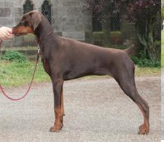 Aritaur Trinity at Mandareus | Brown Doberman Pinscher