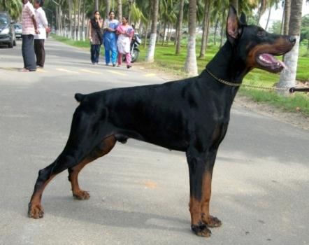 Sans Craintes Evolution (aka Brave) | Black Doberman Pinscher