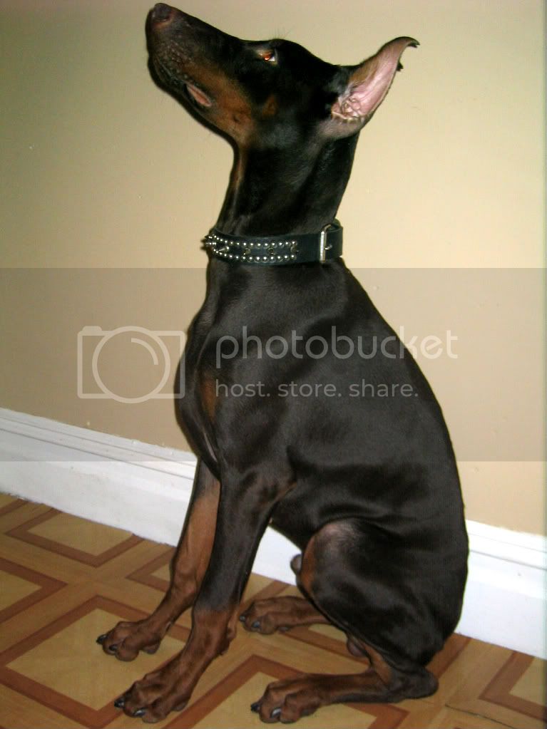 Zeus del Nasi | Brown Doberman Pinscher