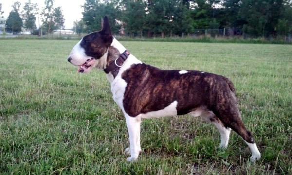 Amigo | Bull Terrier 