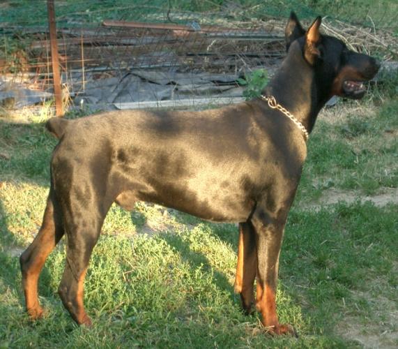 Diabora Marwin Lakers | Black Doberman Pinscher