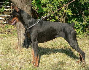 Diabora Mimoza Csenge | Black Doberman Pinscher