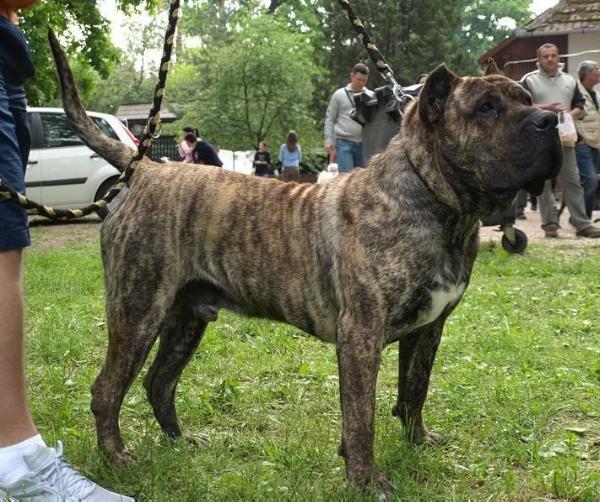 Somogyvar Reme Romeo | Perro de Presa Canario 