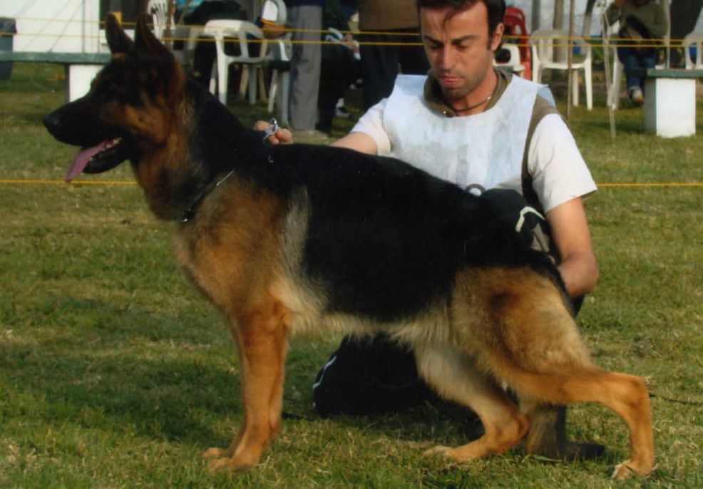 Dolly Von Grigas | German Shepherd Dog 