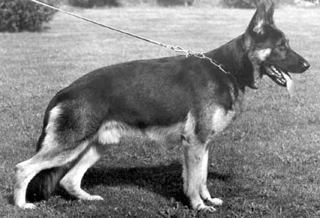 Eros von Adeloga | German Shepherd Dog 