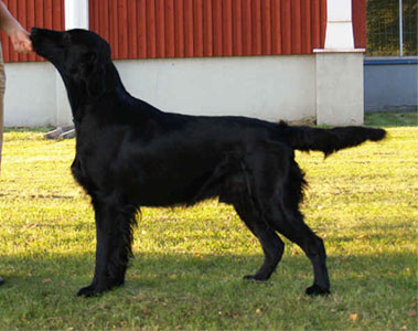 Pikestar's Good Luck Shot | Flat-Coated Retriever 