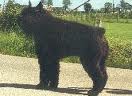 Quintus baukje v't heukske | Bouvier des Flandres 