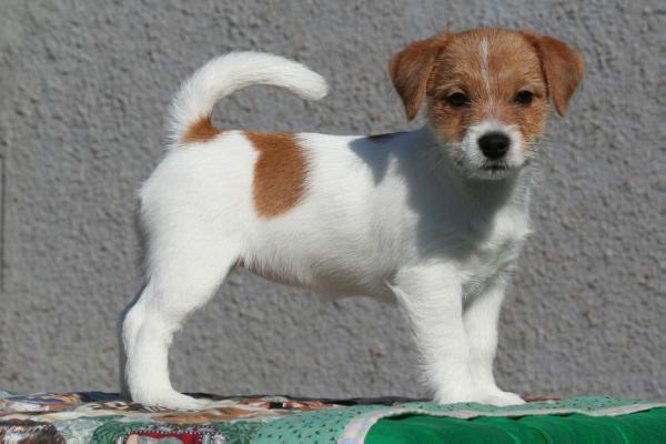 Bella Bliskava Vovkulaka | Jack Russell Terrier 