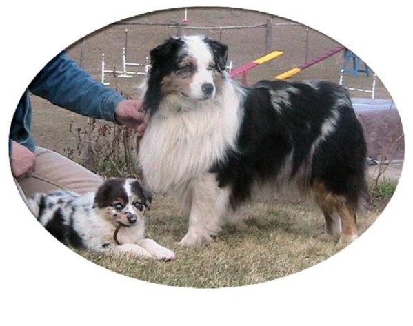 Ironhorse  TakeA Chance on Me | Australian Shepherd 