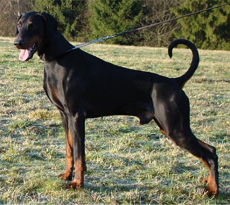 Devil v. Südharz | Black Doberman Pinscher