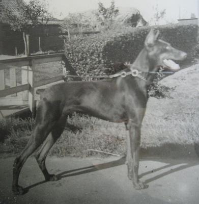 Beatrix v.d. Verwachting | Brown Doberman Pinscher