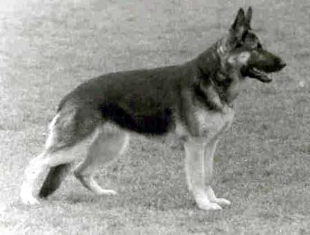 Recki Blue-Iris | German Shepherd Dog 