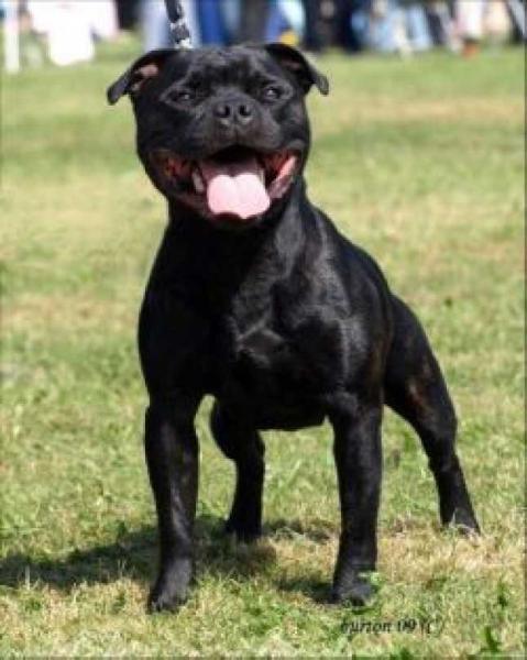 Rotherstaff Black Tie | Staffordshire Bull Terrier 