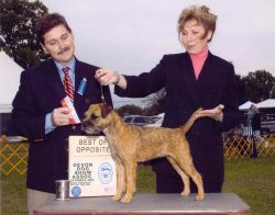 Meadowlake Cat's Meow | Border Terrier 