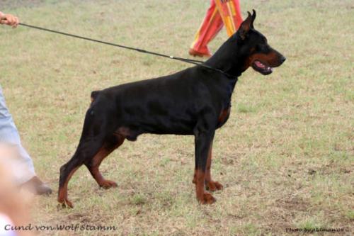 Cund v. Wolf Stamm | Black Doberman Pinscher