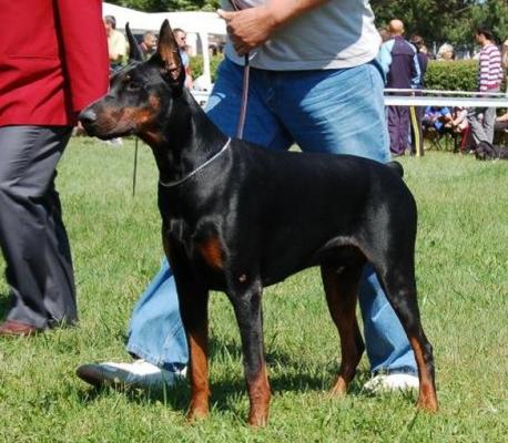 Wenzdob Toba | Black Doberman Pinscher
