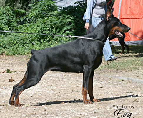 Whispers Wind Kiris | Black Doberman Pinscher