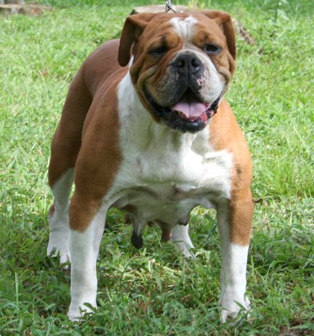 Sullivans Little Judge | Olde English Bulldogge 