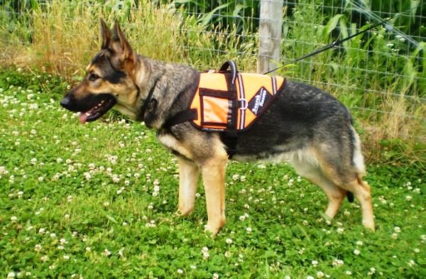 Ez Brooks Wolf | German Shepherd Dog 
