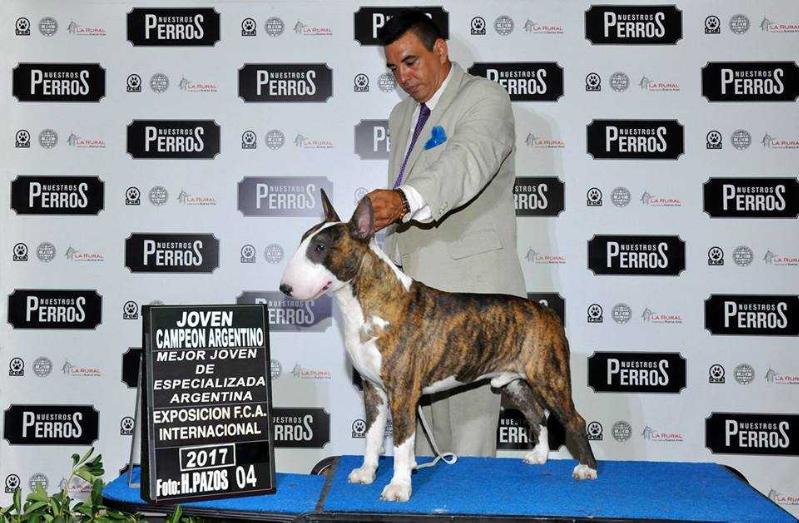 Neapolitan Bull Floyd Maywheater Jr | Bull Terrier 