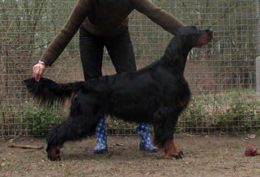 Zorro-Negro Vom Pulserdamm | Gordon Setter 