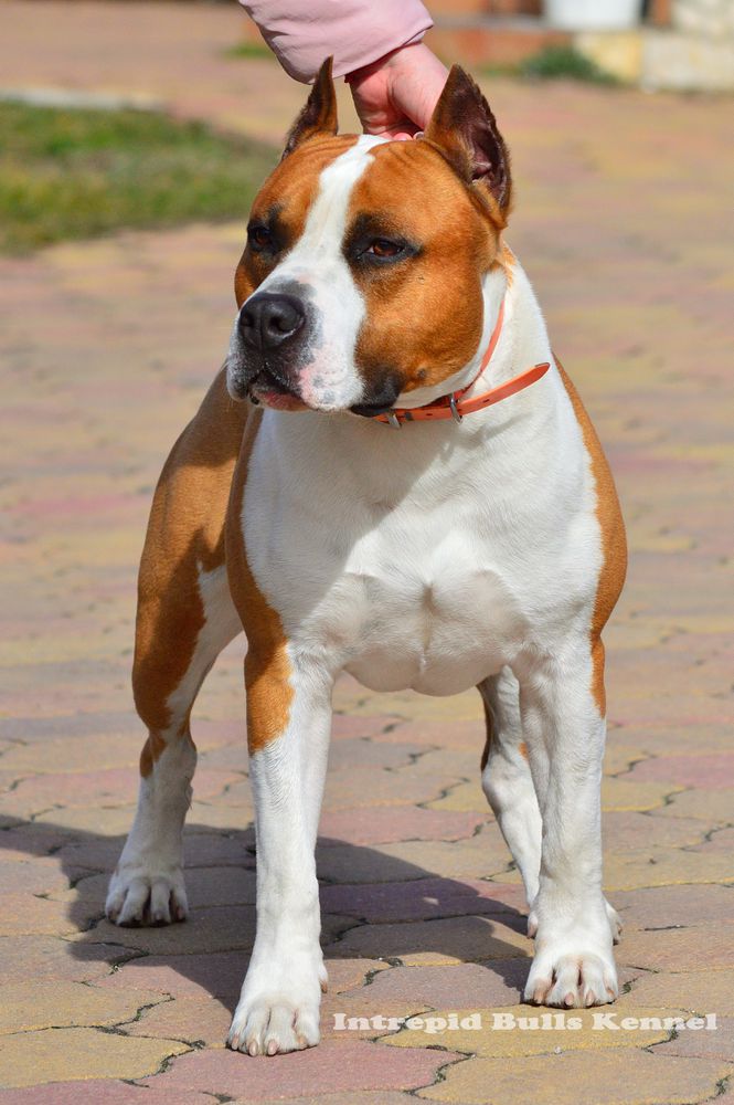 Intrepid Bulls Commander | American Staffordshire Terrier 