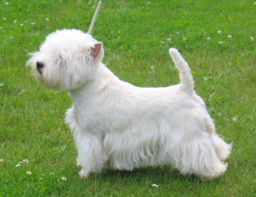 CINDY Terra Gold | West Highland White Terrier 