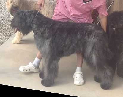 Allviss de l'Ami Gris | Bouvier des Flandres 