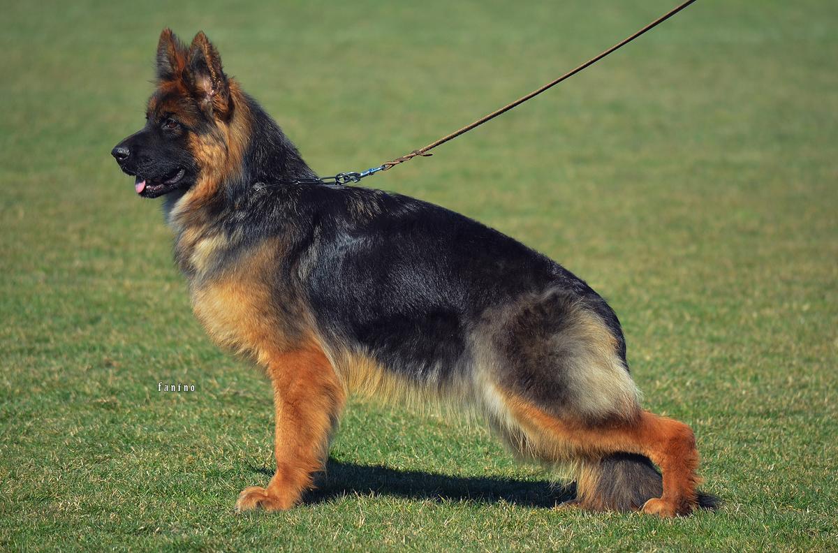 Fibri vom Leon Bata Zwinger | German Shepherd Dog 