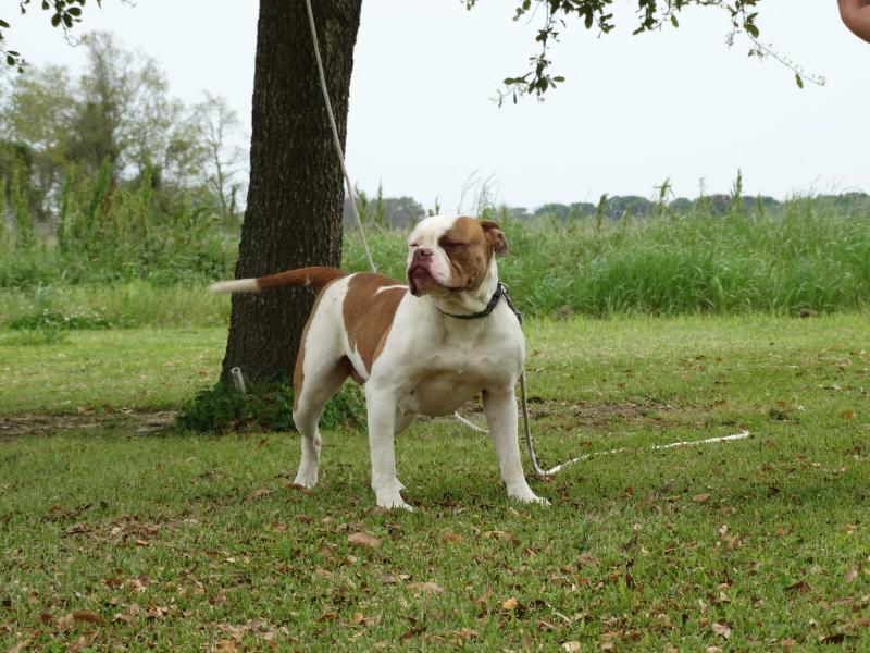 CAJUN COUNTRY'S CINNAMON BY COPELAND'S | American Bulldog 