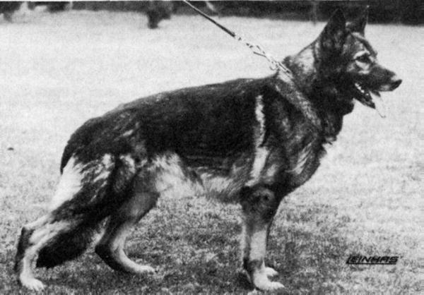 Wicko von Meran | German Shepherd Dog 