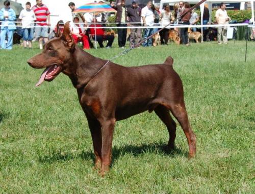 Whisper' s Wind Inuk | Brown Doberman Pinscher