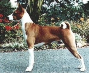 Akuaba Bedeviled | Basenji 