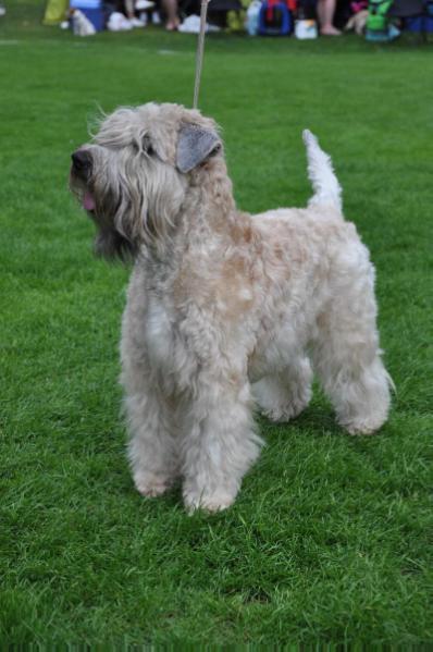 Tejarpsdalens Passion For Love | Soft Coated Wheaten Terrier 