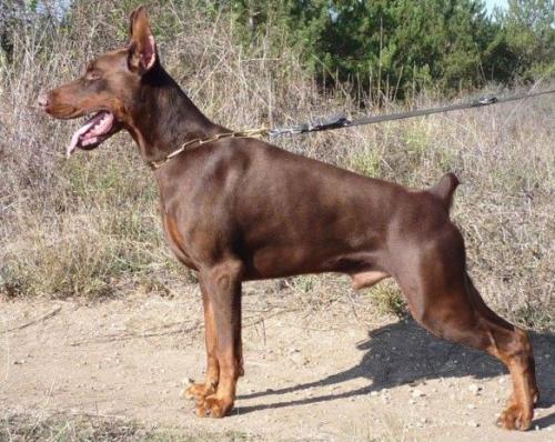 Yugo s Mysa Hersones | Brown Doberman Pinscher