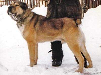 ????? | Central Asian Shepherd Dog 