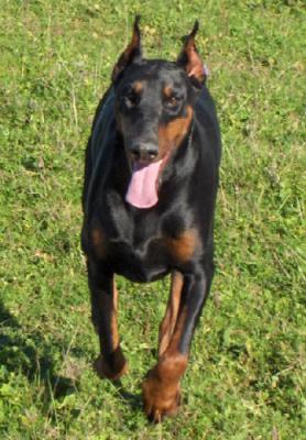 Texane della Via Cona | Black Doberman Pinscher