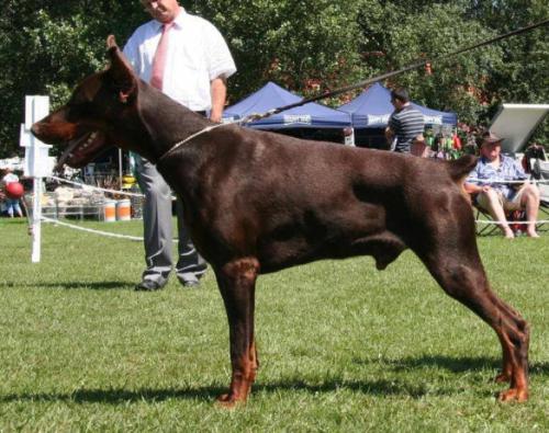 Pride of Russia Partizan | Brown Doberman Pinscher