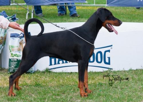 Kriegerhof Viva L'amore | Black Doberman Pinscher